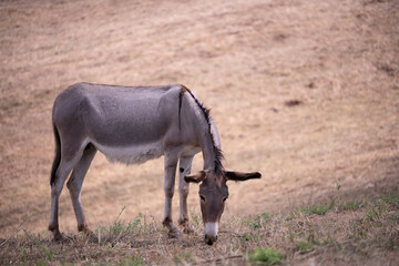 A donkey grazing grass in the dry summer pastures