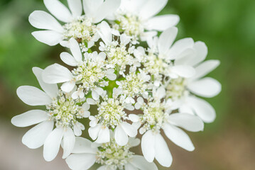 Close-up of white Orlaya grandiflora flower with soft background