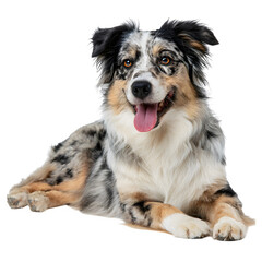 Happy Australian Shepherd dog with blue merle coat laying comfortably and  tongue out and relaxed posture and  isolated white background Batch  realistic clean bright simple modern stock image isolate