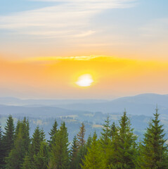 view from mount slope covered by fir forest to the mountain valley in blue mist at the early morning