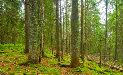 green fir tree forest on mount slope