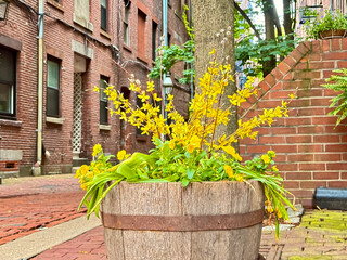Wooden barrel planter with yellow flowers in historic alley