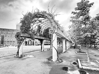 Black and white view of urban park arbor with climbing vines