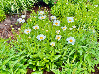 Close-up of blooming white daisies in summer flowerbed