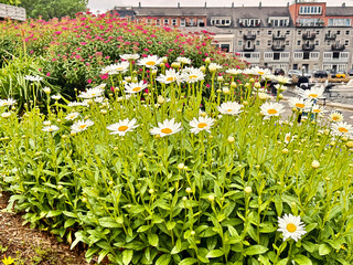 Blooming daisies and pink flowers near city waterfront