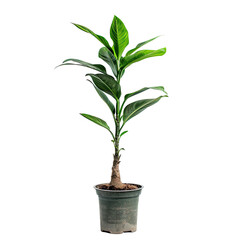 Potted plant, vibrant green