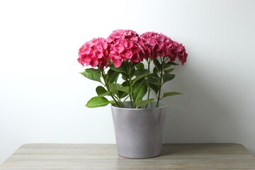 Pink hydrangea in a pot on wooden table