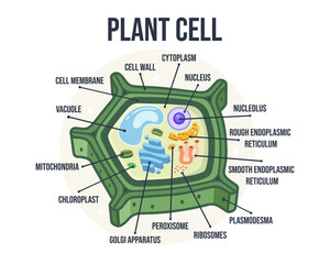 Labeled Flat Vector Illustration of Plant Cell Structure – Educational Biology Diagram for Learning Resources, School Posters, Classroom Infographics, Botanical Science Visuals, and E-Learning Content