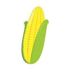 Corn isolated vector .halves and grains in different angles on a white. Corn vector.