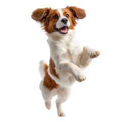 Fototapeta premium Kooikerhondje dog jumping and standing happily and ears flopping midair and joyful pose and generative style and isolated white background Batch realistic clean bright simple modern stock image i