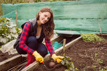 Woman crouching in backyard raised bed harvesting beet with trowel wearing plaid shirt and gloves