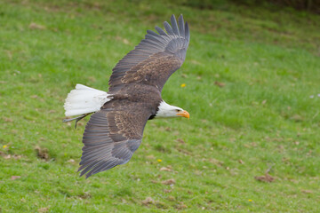 american bald eagle in flight