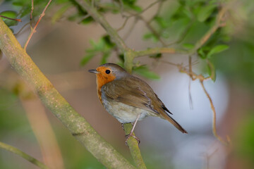 portrait of a robin sitting on a branch