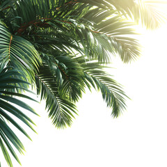 Fototapeta premium Stock image of lush green palm leaves waving in wind with sunbeam effects natural tropical shot isolated white background batch perfect for ads and prints photo photo photo photo photo photo photo 