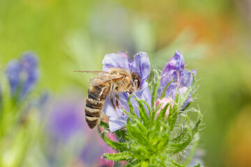 bee collects pollen from a flower