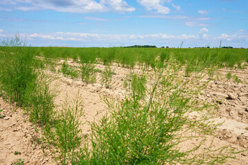 Green dill plants growing in rows on agricultural field under blue sky. Concept of organic farming,...