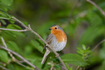 portrait of a robin sitting on a branch