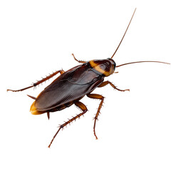 realistic cockroach bug with legs and wings png cutout
