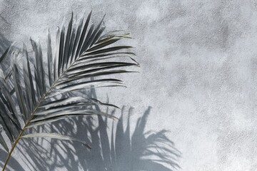 Shadow pattern of empty palm on a gray wall Tropical minimalist design for presenting natural cosmetic products online
