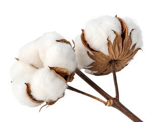 Fluffy cotton bolls isolated on transparent background