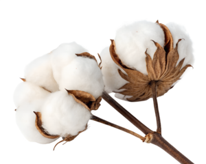 Fluffy cotton bolls isolated on transparent background