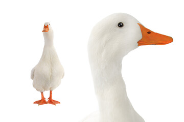 white ducks isolated on white background