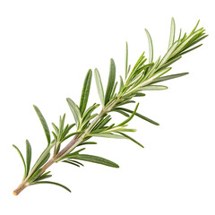 Fototapeta premium Twig of rosemary isolated on a transparent background 