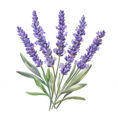 Fototapeta premium Watercolor bouquet lavender delicately bound, resting against translucent backdrop