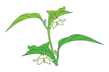 Delicate Pepper Plant Vector Illustration with Blossoms and Green Leaves on White Background