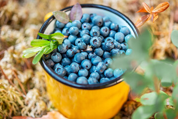 Ripe blueberries in a yellow mug are on the ground on the grass.