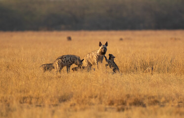 Group Of Hyenas