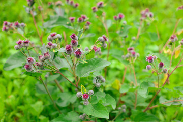 Blooming burdock bush with clusters of spiky purple flowers and broad green leaves detailed textures showcasing 