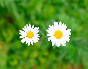 Close-up view of blooming daisies with crisp white petals and bright yellow centers