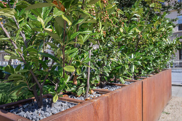 Lush green plants thrive in a long rusted metal planter box, adding a natural and sustainable...