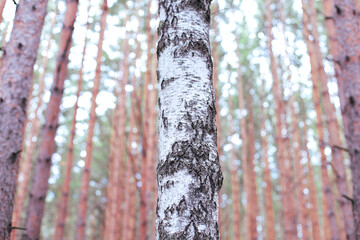 Solitary birch tree standing gracefully amidst a dense pine forest striking contrast between the birch’s white, textured bark and the deep green needles of surrounding pines