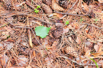 Close-up view of pine cones nestled among vibrant pine needles on the forest floor