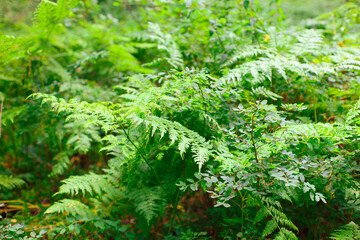 Lush green ferns thriving in a shaded forest setting delicate, intricate fronds unfolding with fine textures