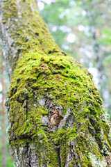 Close-up view of vibrant green moss growing on the rough bark of a tree in a forest