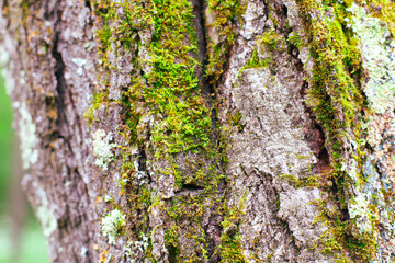 Close-up view of vibrant green moss growing on the rough bark of a tree in a forest