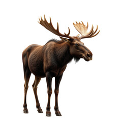 Fototapeta premium Majestic Moose in Natural Habitat with Stunning Antlers Displayed