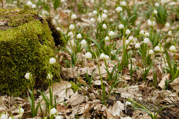 Spring snowflake (Leucojum vernum) blooming in forest ground with mossy tree trunk, early spring wildflowers in woodland nature
