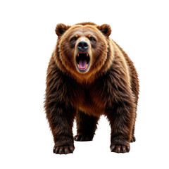 Obraz premium Powerful Brown Bear Roaring in Forest Setting Captured in Nature