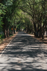Paved road winding through trees, creating a shady tunnel on a bright, sunny day, inviting peaceful moments in nature's embrace, Yala, Sri Lanka
