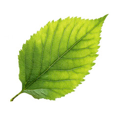 Fresh Green Leaf Isolated on White Background. A high resolution PNG image of green leaf.