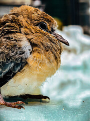 Innocent Gaze of a Baby Pigeon &ndash; Wildlife Close-Up