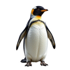 Fototapeta premium King Penguin Standing Proud Against a White Background