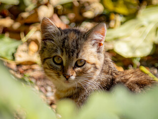 Eyes in the Forest: Little Observer