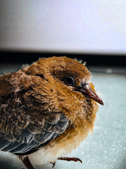 Innocent Gaze of a Baby Pigeon – Wildlife Close-Up