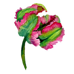 Watercolor drawn Isolated Illustration of Parrot tulip bright pink and green color with lush petals. Spring flower in natural style. Exotic garden plant. Design element for decor, background, textile,