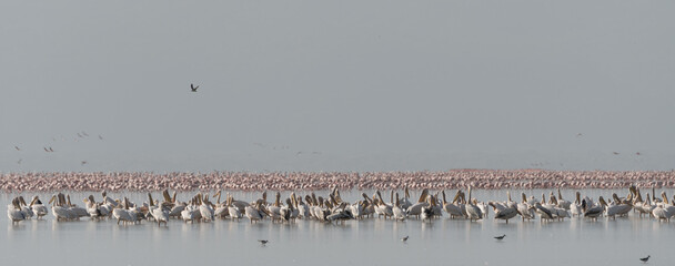 Flamingos in Tansania